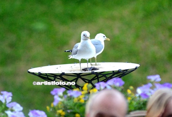 Marit Larsen_2015©Artistfoto.no_019