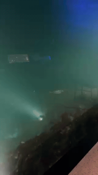 Ein einsleg fisk skimrar blant duvande tang og tare. Foto: Svein Erik Nomeland